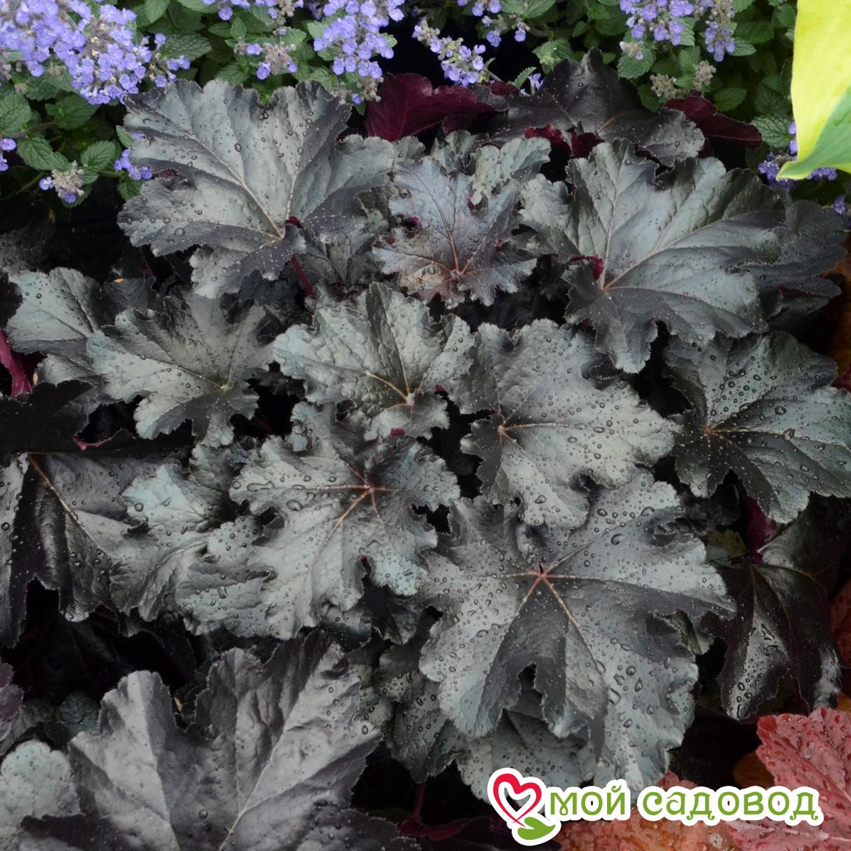 Гейхера Блэк Перл